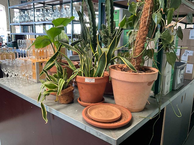 Plant in pot (6x) - afbeelding 2 van  3