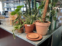 Plant in pot (6x) - afbeelding 2 van  3