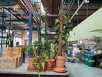 Plant in pot (6x) - afbeelding 3 van  3