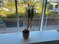 Plant in pot (7x) - afbeelding 1 van  1