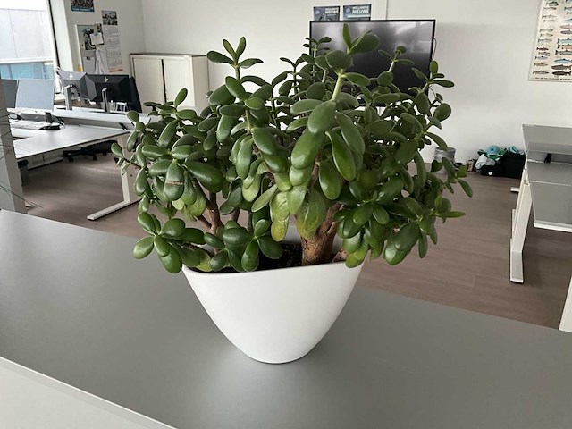 Plant in pot (8x) - afbeelding 2 van  6