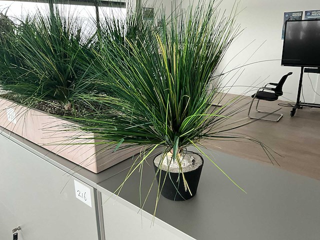 Plant in pot (8x) - afbeelding 3 van  6