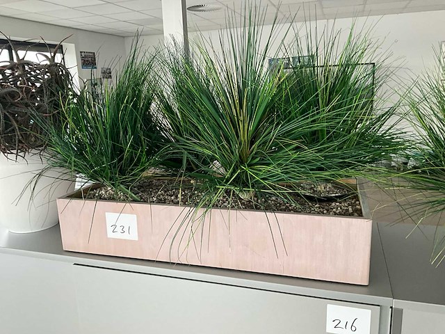 Plant in pot (8x) - afbeelding 4 van  6