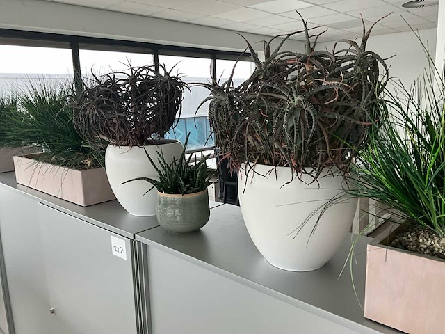 Plant in pot (8x) - afbeelding 5 van  6