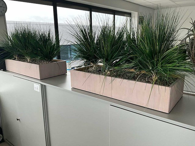 Plant in pot (8x) - afbeelding 6 van  6