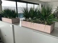 Plant in pot (8x) - afbeelding 6 van  6