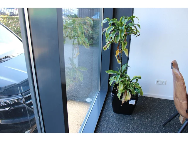 Plant in pot, hoogte 130 cm. - afbeelding 1 van  2