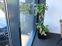 Plant in pot, hoogte 130 cm.