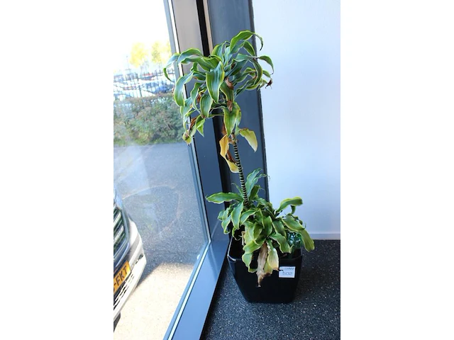 Plant in pot, hoogte 130 cm. - afbeelding 2 van  2