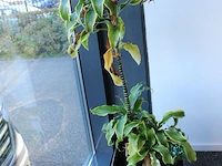 Plant in pot, hoogte 130 cm. - afbeelding 2 van  2