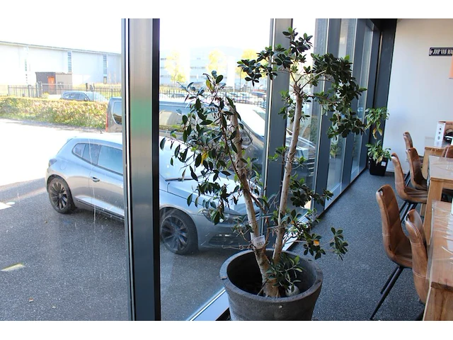 Plant in pot, hoogte 180 cm. - afbeelding 1 van  2