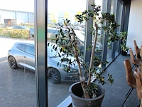 Plant in pot, hoogte 180 cm.