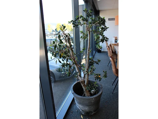 Plant in pot, hoogte 180 cm. - afbeelding 2 van  2