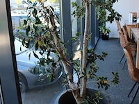 Plant in pot, hoogte 180 cm. - afbeelding 2 van  2