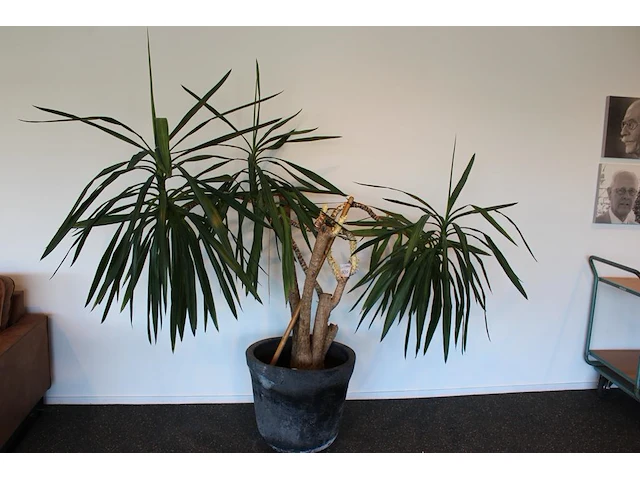 Plant in pot, hoogte 210 cm. - afbeelding 1 van  2