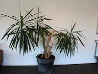 Plant in pot, hoogte 210 cm.
