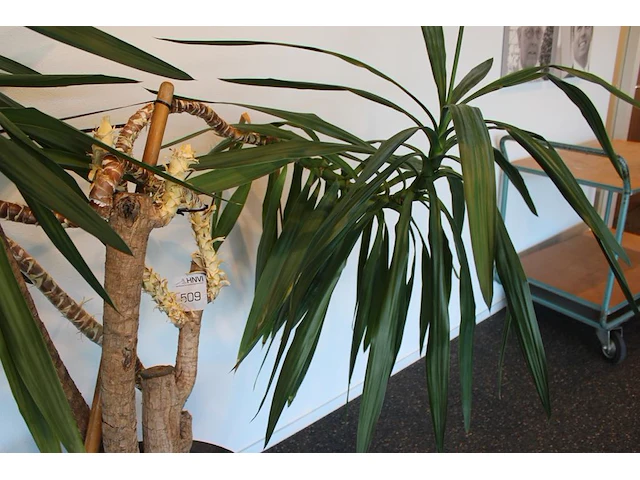 Plant in pot, hoogte 210 cm. - afbeelding 2 van  2