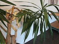 Plant in pot, hoogte 210 cm. - afbeelding 2 van  2