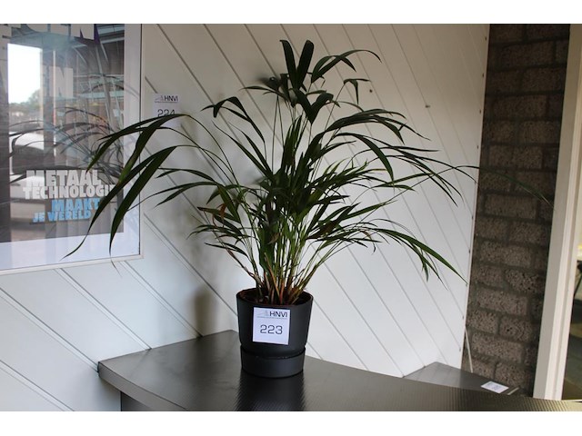 Plant in pot. hoogte 60 cm. - afbeelding 1 van  2