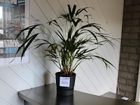 Plant in pot. hoogte 60 cm.