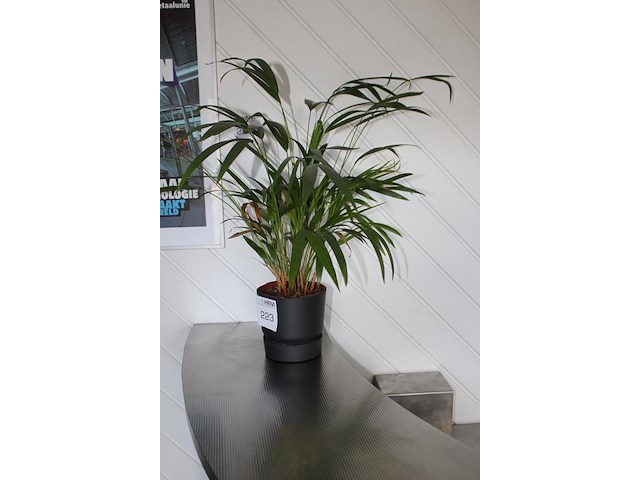 Plant in pot. hoogte 60 cm. - afbeelding 2 van  2