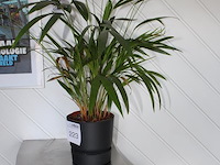 Plant in pot. hoogte 60 cm. - afbeelding 2 van  2