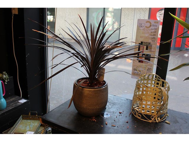 Plant in pot hoogte 65 cm. - afbeelding 1 van  2