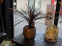 Plant in pot hoogte 65 cm. - afbeelding 1 van  2