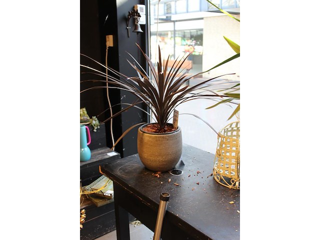 Plant in pot hoogte 65 cm. - afbeelding 2 van  2