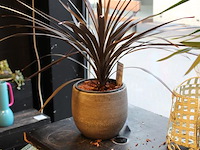 Plant in pot hoogte 65 cm. - afbeelding 2 van  2