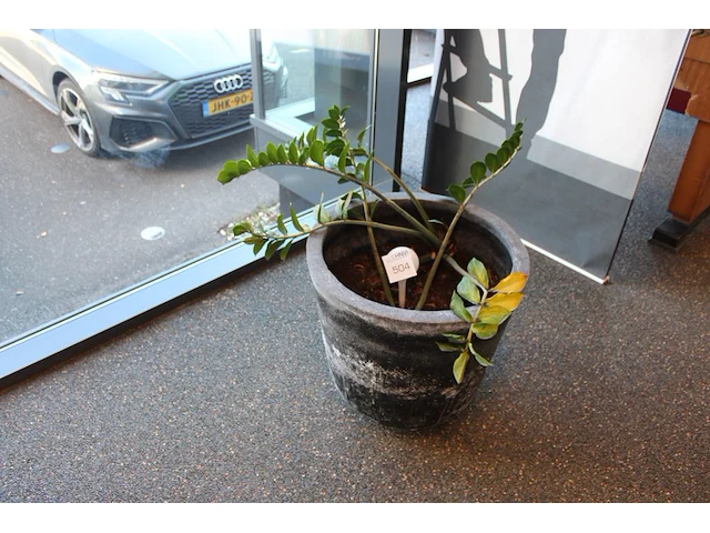 Plant in pot, hoogte 80 cm. - afbeelding 1 van  2