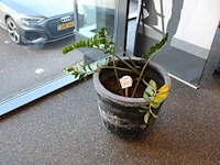 Plant in pot, hoogte 80 cm.
