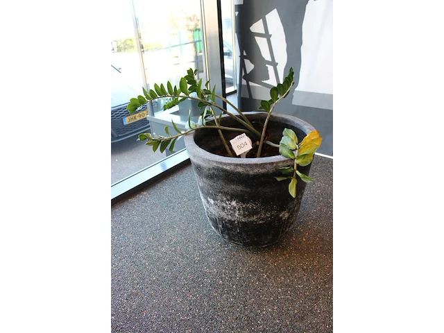 Plant in pot, hoogte 80 cm. - afbeelding 2 van  2