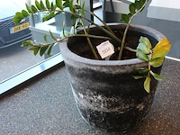 Plant in pot, hoogte 80 cm. - afbeelding 2 van  2