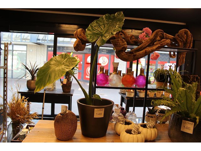 Plant in pot hoogte ca. 100 cm. - afbeelding 1 van  2