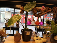 Plant in pot hoogte ca. 100 cm. - afbeelding 1 van  2