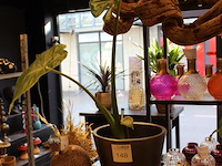 Plant in pot hoogte ca. 100 cm. - afbeelding 2 van  2