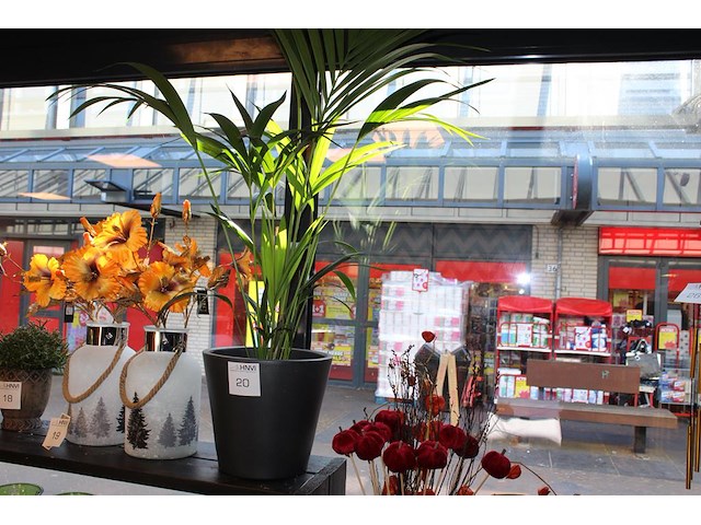 Plant in pot hoogte ca. 125 cm. - afbeelding 1 van  2