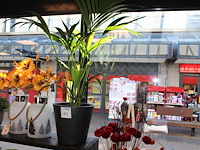 Plant in pot hoogte ca. 125 cm. - afbeelding 1 van  2