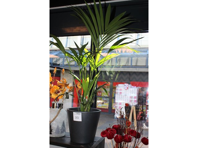 Plant in pot hoogte ca. 125 cm. - afbeelding 2 van  2