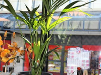 Plant in pot hoogte ca. 125 cm. - afbeelding 2 van  2