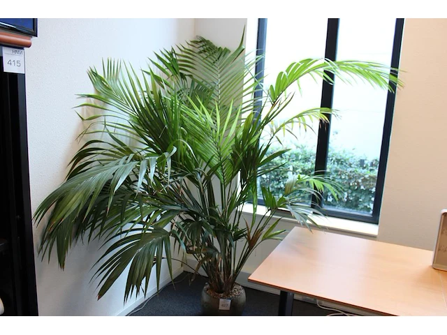 Plant in pot, hoogte ca. 2 meter. - afbeelding 1 van  2