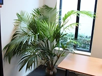 Plant in pot, hoogte ca. 2 meter.