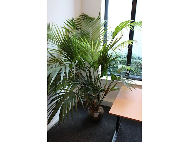 Plant in pot, hoogte ca. 2 meter. - afbeelding 2 van  2