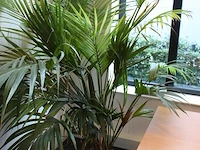 Plant in pot, hoogte ca. 2 meter. - afbeelding 2 van  2
