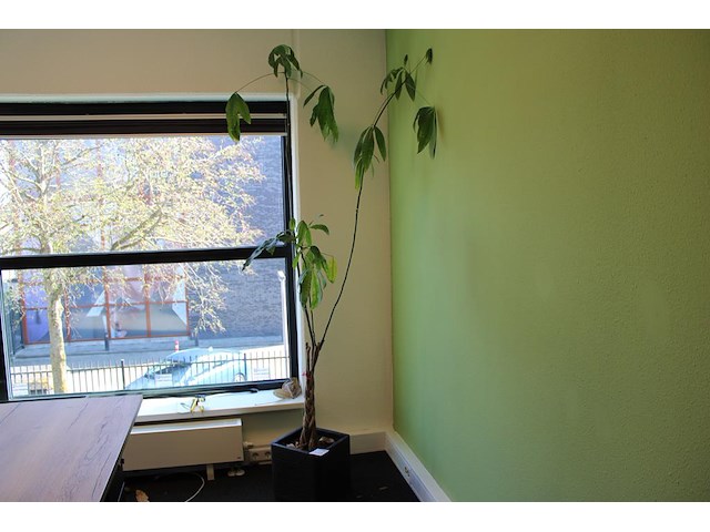 Plant in pot. hoogte ca. 200 cm - afbeelding 1 van  2