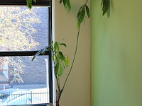 Plant in pot. hoogte ca. 200 cm - afbeelding 2 van  2