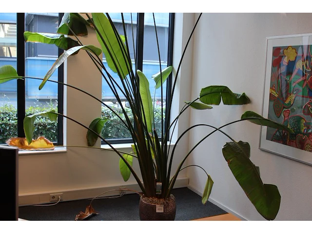 Plant in pot, hoogte ca 3 meter. - afbeelding 1 van  3