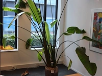 Plant in pot, hoogte ca 3 meter.