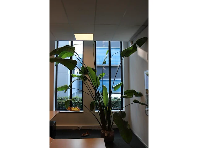 Plant in pot, hoogte ca 3 meter. - afbeelding 2 van  3